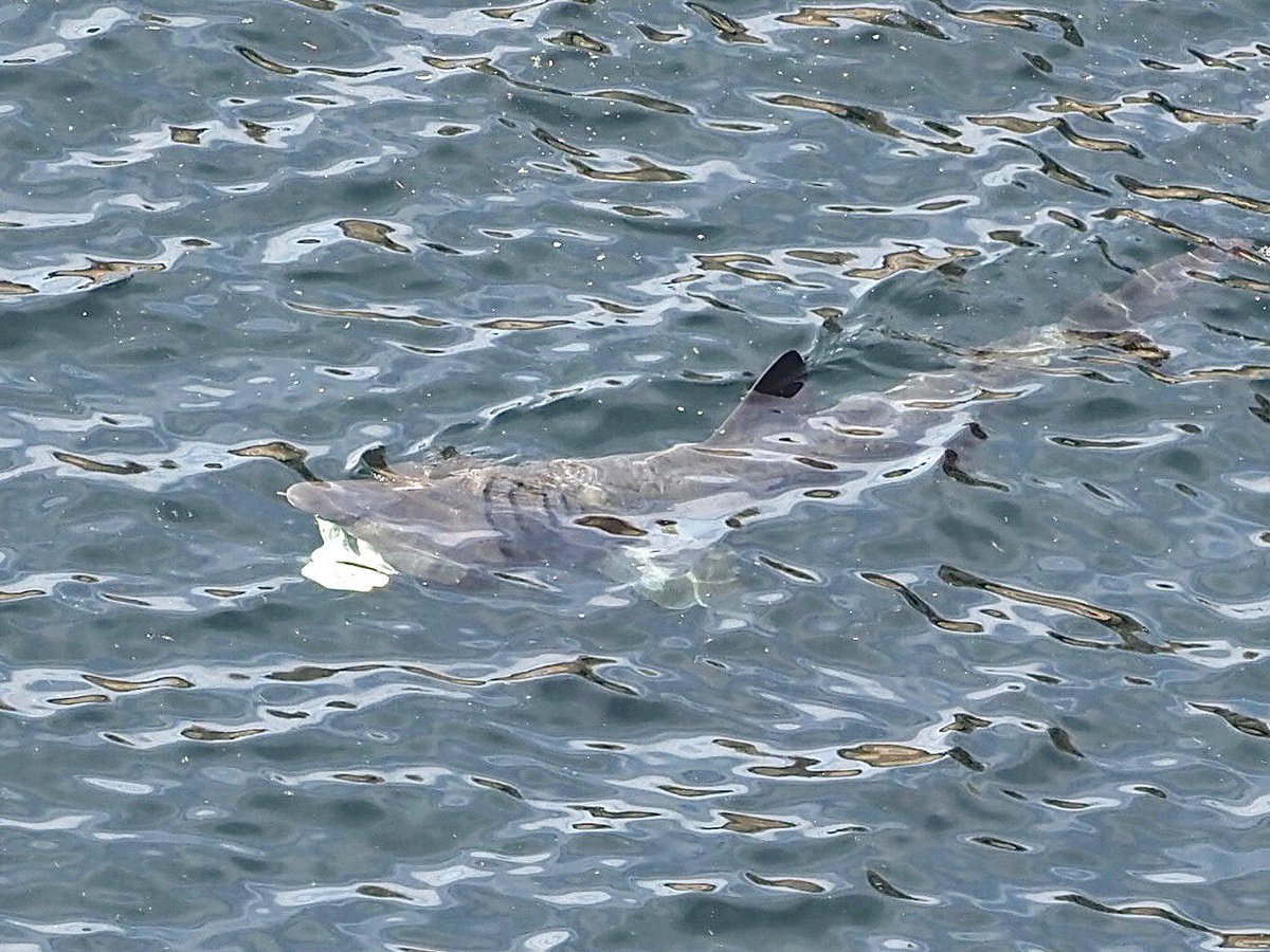 mogobriain's tweet photo. Itโs always great to encounter the magnificent #BaskingShark - I saw four of them this morning feeding close inshore in a small bay northwest of Montoege Head west of Keem Bay #AchillIsland @BaskingIrish https://t.co/8KoXFBM8uf