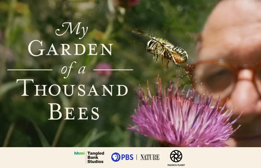 BeeCityUSA's tweet photo. Join us next week for our webinar "How to host a free film screening: My Garden of a Thousand Bees" on April 5th! https://t.co/hz6izsRxdI #BeeCampusUSA #BeeCityUSA #ProtectingPollinators https://t.co/sfO9Mpj0zk