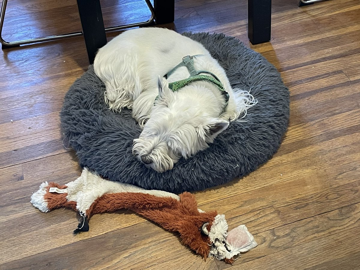 EnzoWestie's tweet photo. Mid-morning nap with Mr Floppy Fox. #westie #SeniorDog #austindog https://t.co/c2DaslNnUG