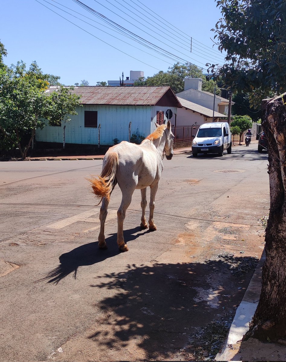 ricardinho__o's tweet photo. O motorista Ijuiense tem muito o que aprender com esse cavalo. https://t.co/34yqnlT3Yk