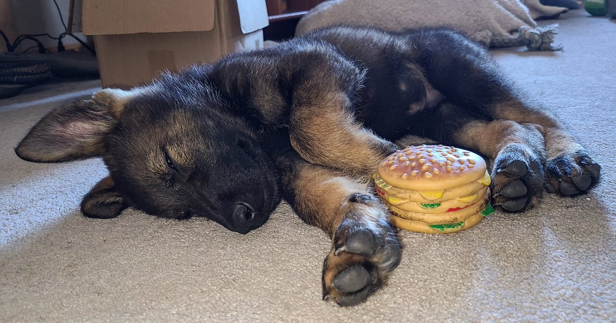 JBMEquiFarms's tweet photo. When you're just too tired to eat your burger 🍔 😴
#puppy #crashed #puppyinthehouse #muffit #GermanShepherd https://t.co/7fYgBcbkGe