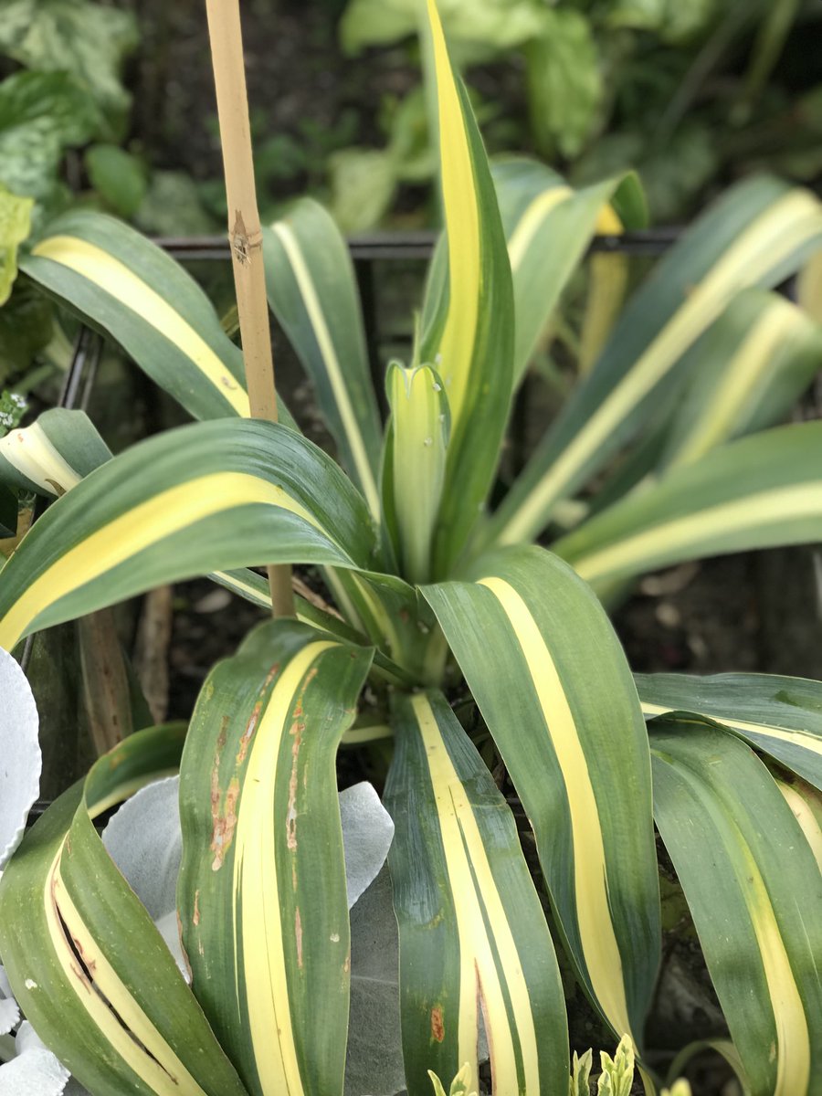 Dermotgardens's tweet photo. Beschorneria yuccoides, Golden variegated form. Enjoys lots of sunshine and good quality well drained soil. https://t.co/rwDH91jvxv