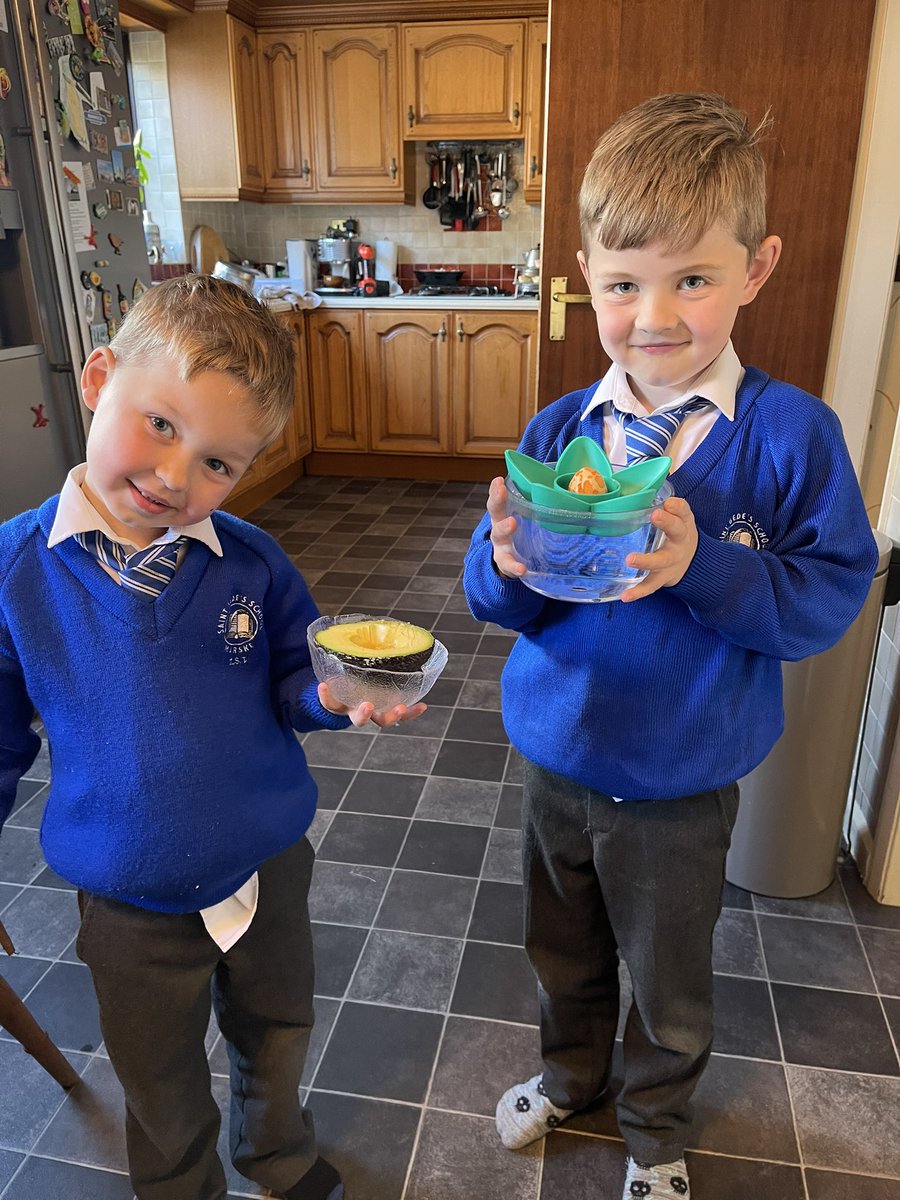 Max &amp; Zee’s avocado seed peeled and ‘planted’ <a href="/StBedesMarske/">St Bede's Catholic Primary School</a>