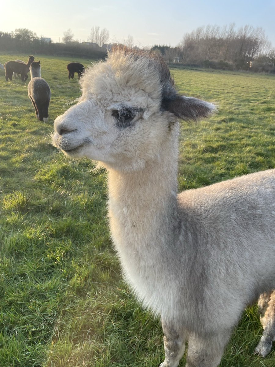 Anglesey Alpacas tweet media