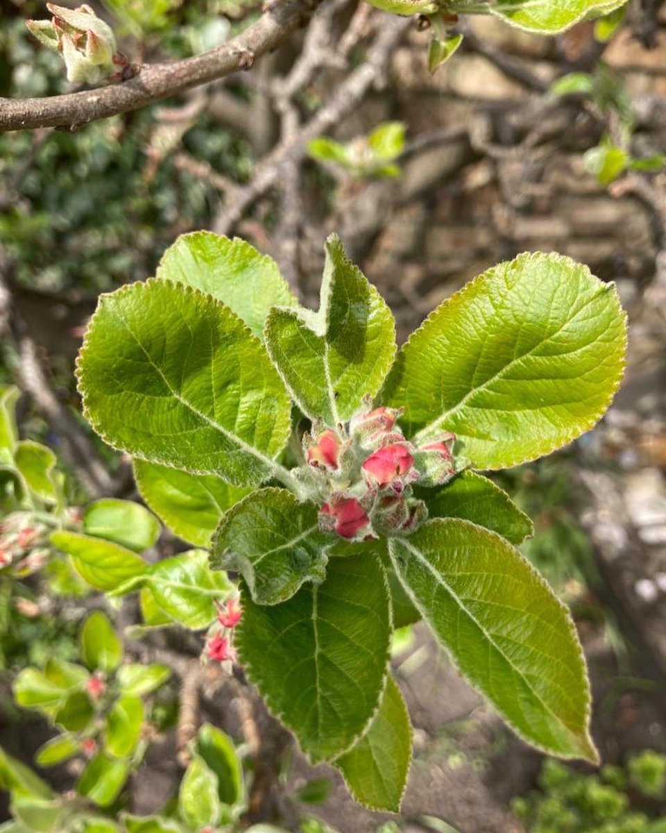 The blossom is starting to appear down at the Ayrshire Riviera😍