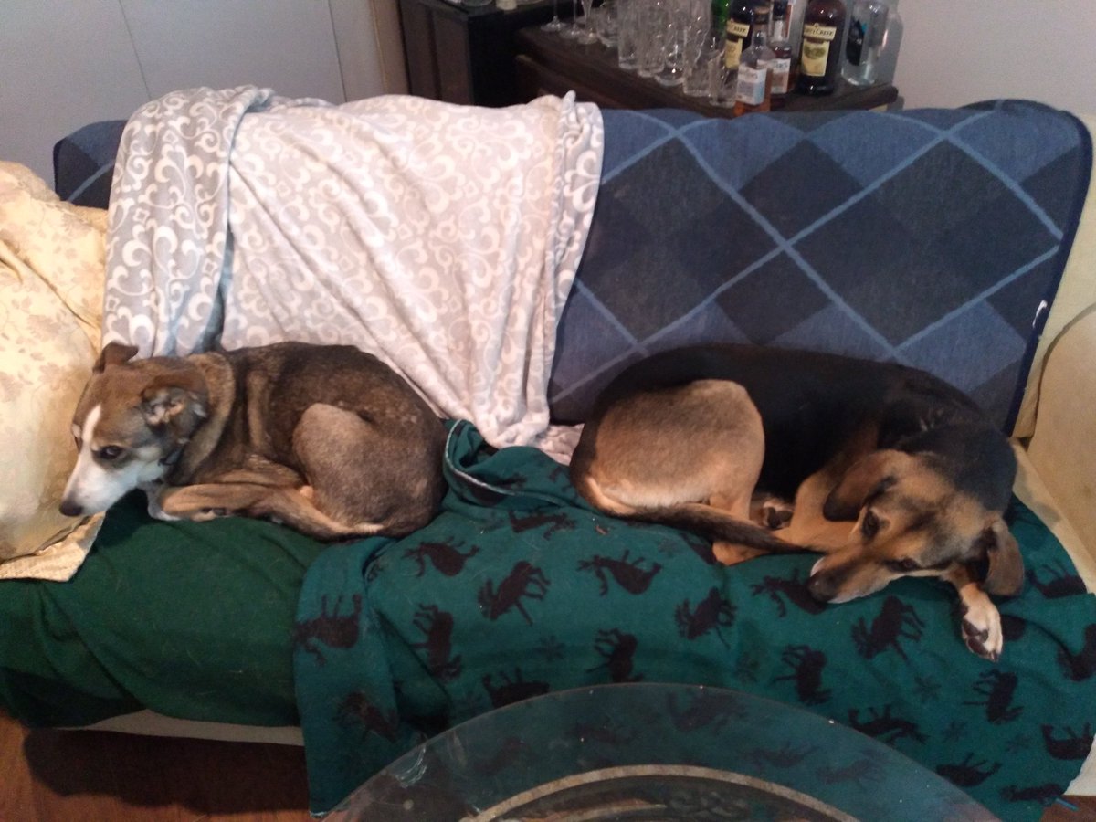 TonyCulp's tweet image. While on a walk with Ceilidh and Penny, I hear "I support beastiality." come from a gaggle of teens. Was my response of "So does your mother, clearly." as we walked away the right choice? #whatwouldWaltdo