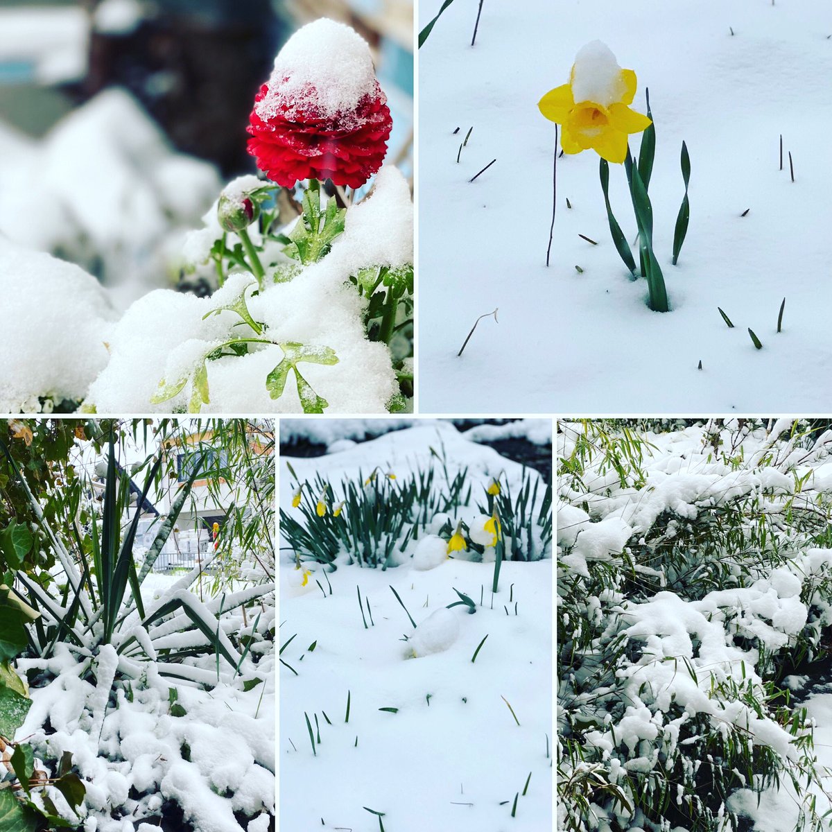 Syringa_77's tweet photo. Ja, das läuft! #spring #springrime @osthessennewsde @fuldaerzeitung #welcometospring #hessen @NABU_de https://t.co/ajOHVMdhXK