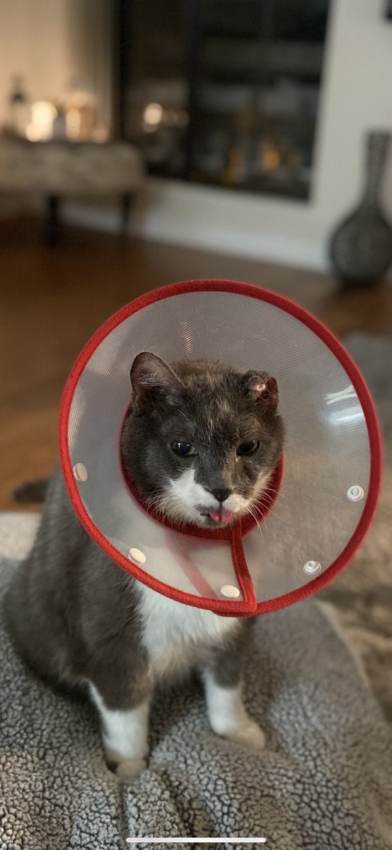 ElvisPoptart's tweet photo. Happy Friday from Elvis! He is doing well and will get his stitches out in a few days.❤️ https://t.co/mIjHCS5fca