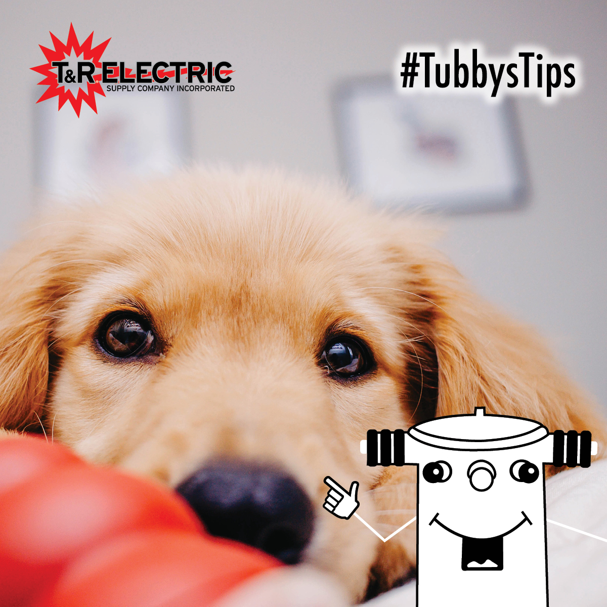 T_R_Electric's tweet photo. Tempted to leave on the TV for your pets while you're gone? Those use a lot of energy! Try providing your furry friend with a treat-filled toy to entertain and challenge them instead. #TubbysTips https://t.co/5DlYDEqNPF