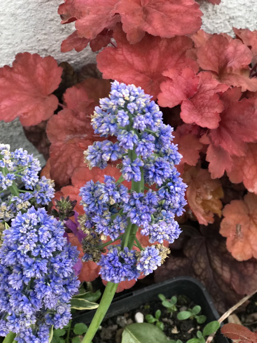 Dermotgardens's tweet photo. Double flowered Muscari set against brilliantly coloured Heuchera leaves. https://t.co/2uLsl4UOol