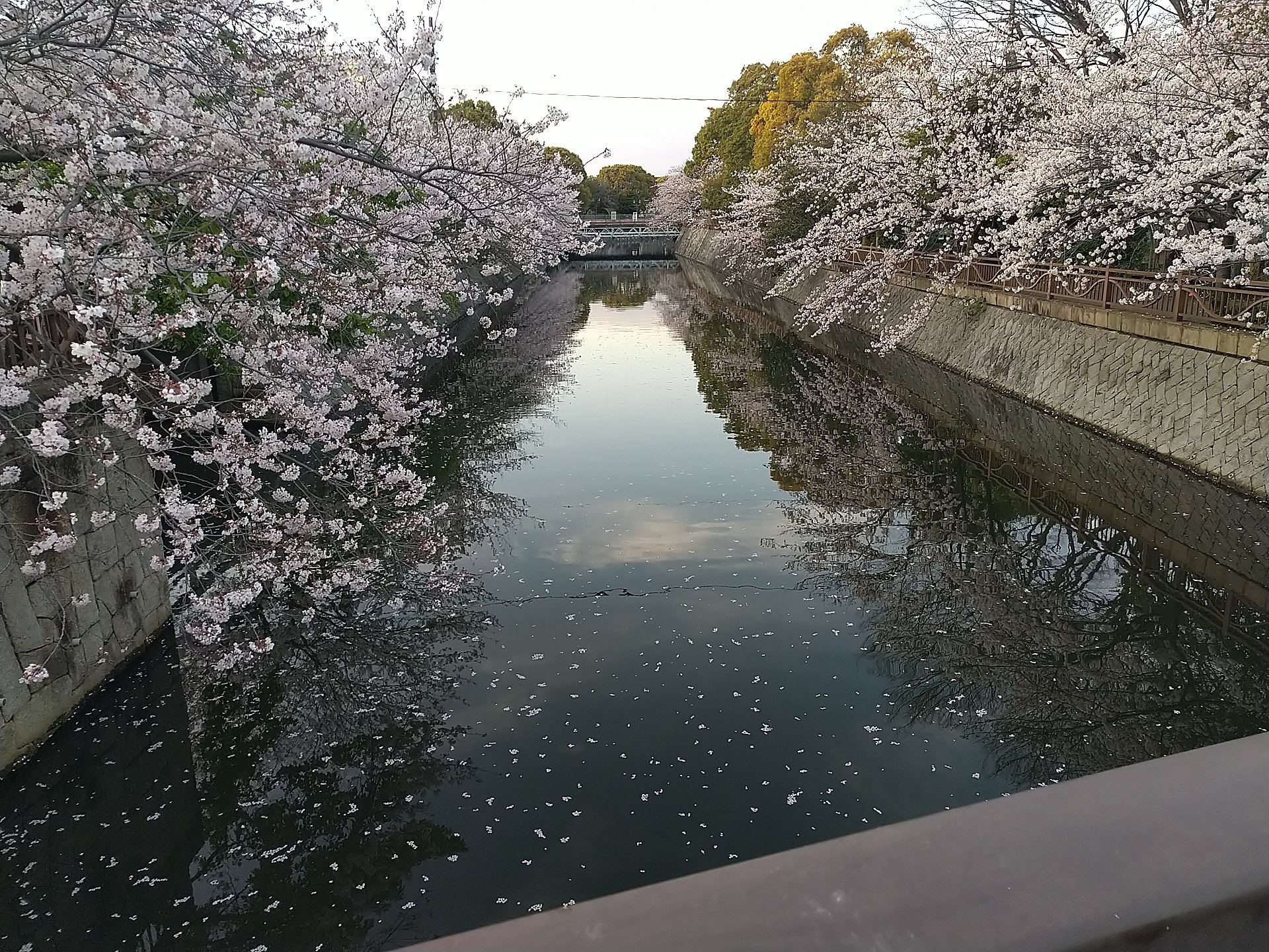 駄菓子 縁日問屋のやました商店 船橋 海老川の桜は今が見頃です ヽ ノ 当店が入店している船橋市地方卸売市場は海老川沿いにあります よろしかったらお花見散歩がてらに覗いてみてください 本日土曜日は9時 13時の営業となります M