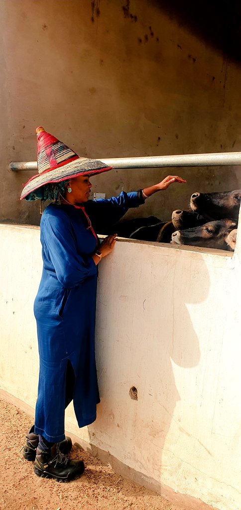 auchibabe's tweet photo. Always so happy to see them; or is it the other way round? #cowgirl #cowtocurrency #herdswoman #fulani #livestockinvestment #dairyfarm #Yola #ICLP https://t.co/L2QFlKre6u