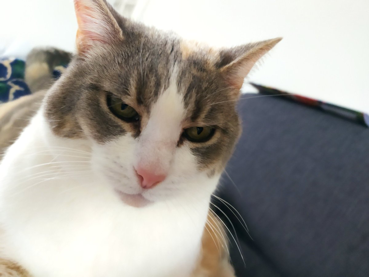 lostproperty7's tweet photo. #Poppรฉe #CatsOfTwitter #lovecats
#catweekend https://t.co/2GbhqFtwT1
