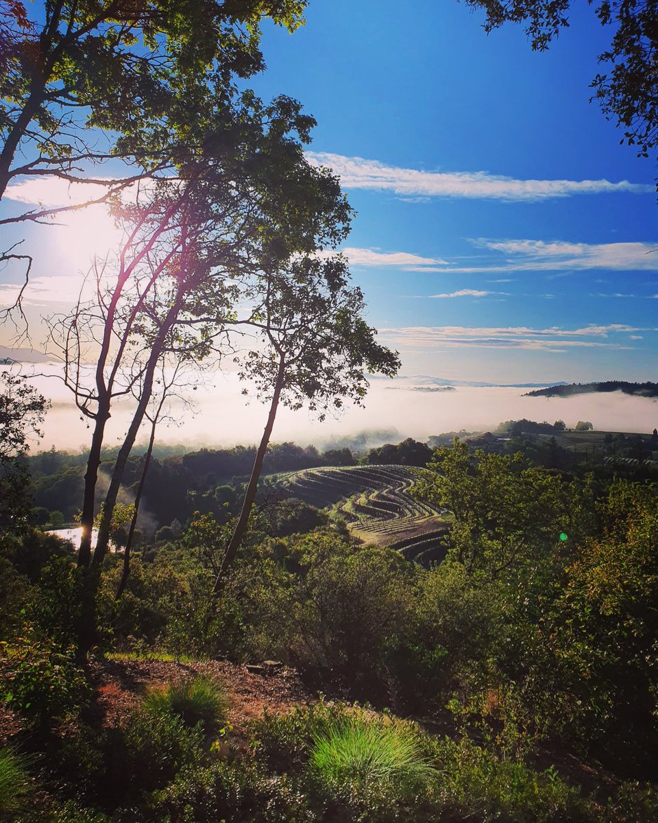 WestWines's tweet photo. Hello April, please don't fool me. — Unknown

#westwines #april #wineroad #vineyard #drycreekvalley #healdsburg #springincalifornia  #morningview #sonomacounty https://t.co/fhhbZrOy7L