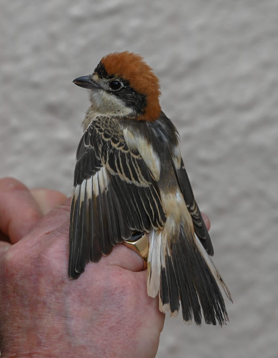slashercutts's tweet photo. Quality over quantity today in Gibraltar. After the Wryneck came this 2cy Woodchat Shrike and 3 Bonelli’s Warblers. @gonhsgib #straitofgibraltarbirdobservatory #Gibraltar #jewsgate https://t.co/7w8h8Fgwd7