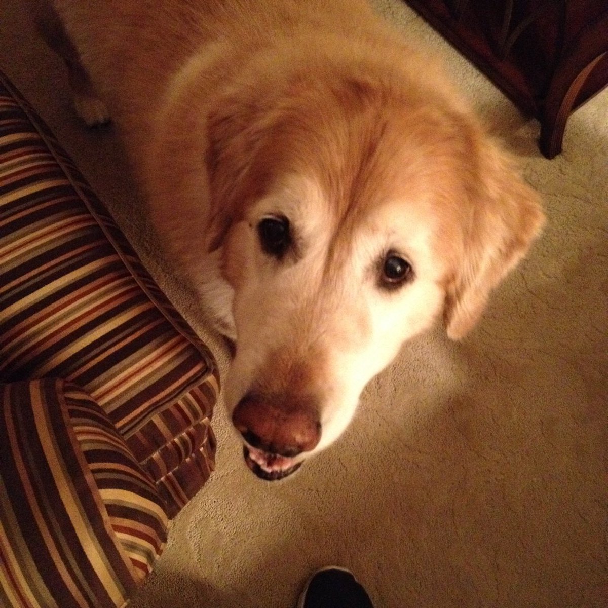 JasperWinKings's tweet photo. This special guy, Chopin ๐, came into our lives 19 years ago. I think about him everyday. The one and only love of my life and the best friend I ever had. #ComingHomeDay #dogsoftwitter #GoldenRetriever https://t.co/WRMbUuaFxO