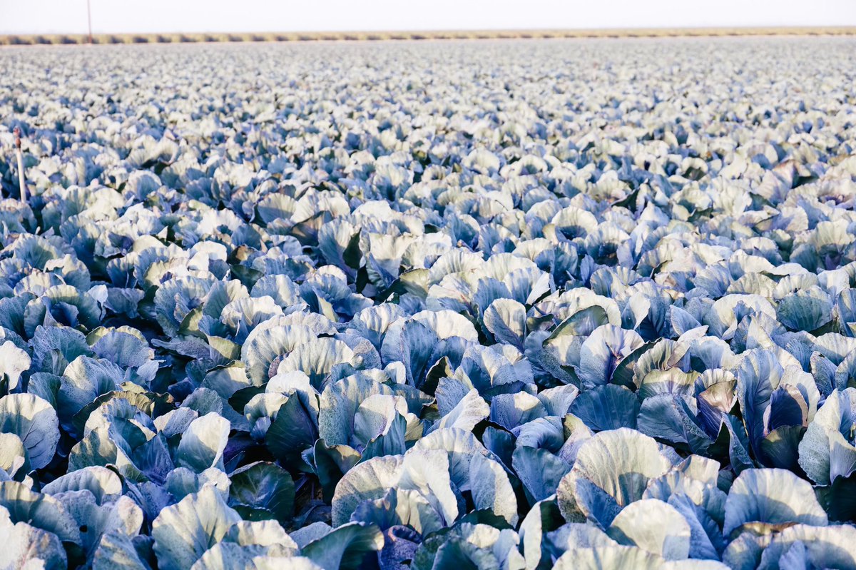 harvest_joy's tweet photo. Entering the #SpringSavingContest for @Walmart https://t.co/fGVFDDJjPi