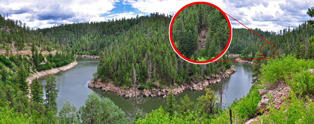 Coconino NF tweet media