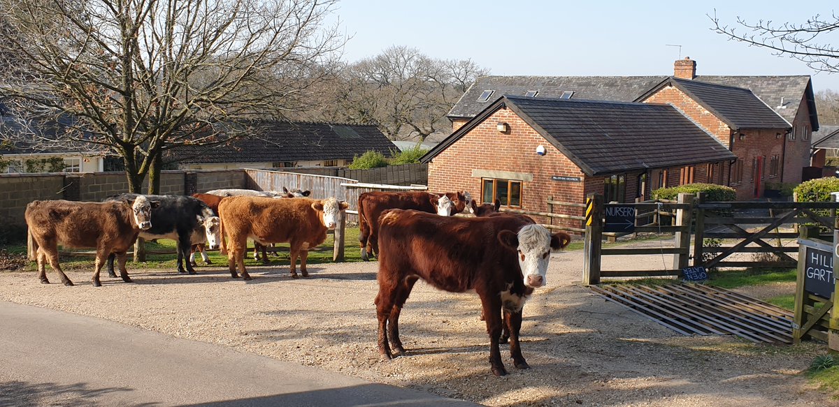 PellStevens's tweet photo. Visitors to our design studio in the New Forest this afternoon!
#newforest #architects #nfnpa #godshill #newforestshow #sunnydays https://t.co/N4l87zfrXt