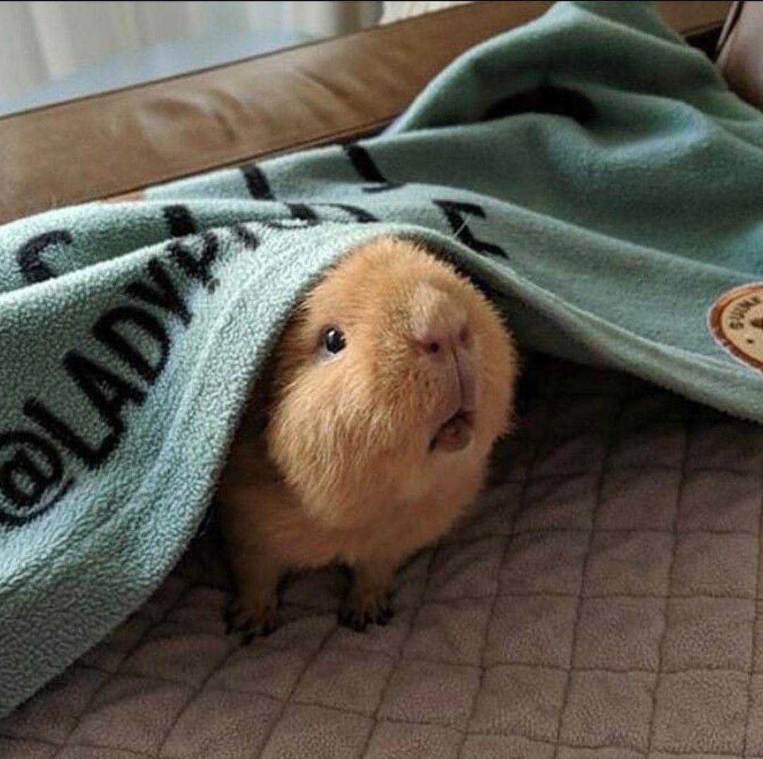 💕
#Guineapig