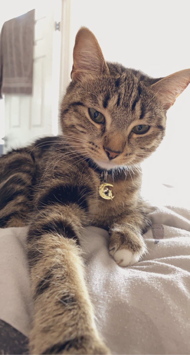 Profoaked's tweet photo. Meet Luna.

Luna’s been a part of our family for a little over a year now and I don’t know how we lived without her. 

#CatsOfTwitter https://t.co/973QW4NWQL