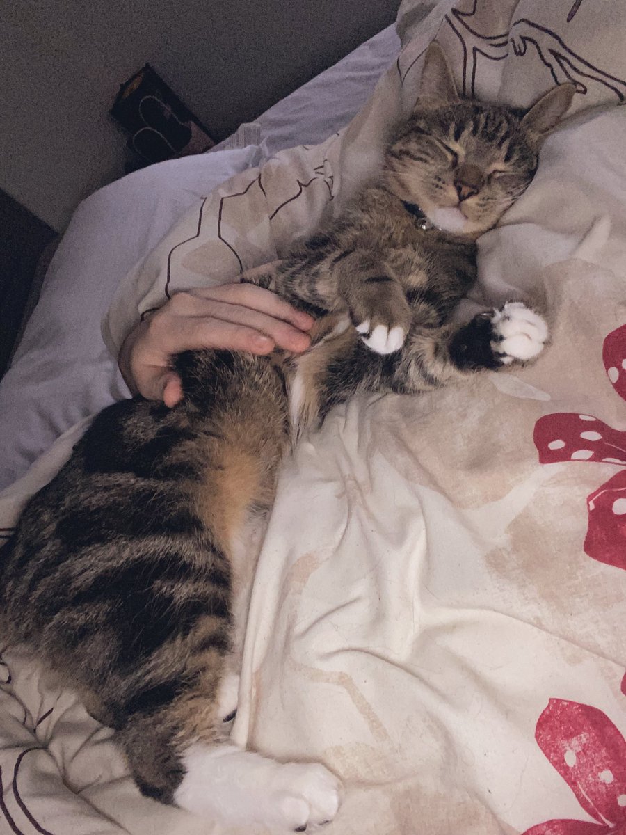 Profoaked's tweet photo. Meet Luna.

Luna’s been a part of our family for a little over a year now and I don’t know how we lived without her. 

#CatsOfTwitter https://t.co/973QW4NWQL
