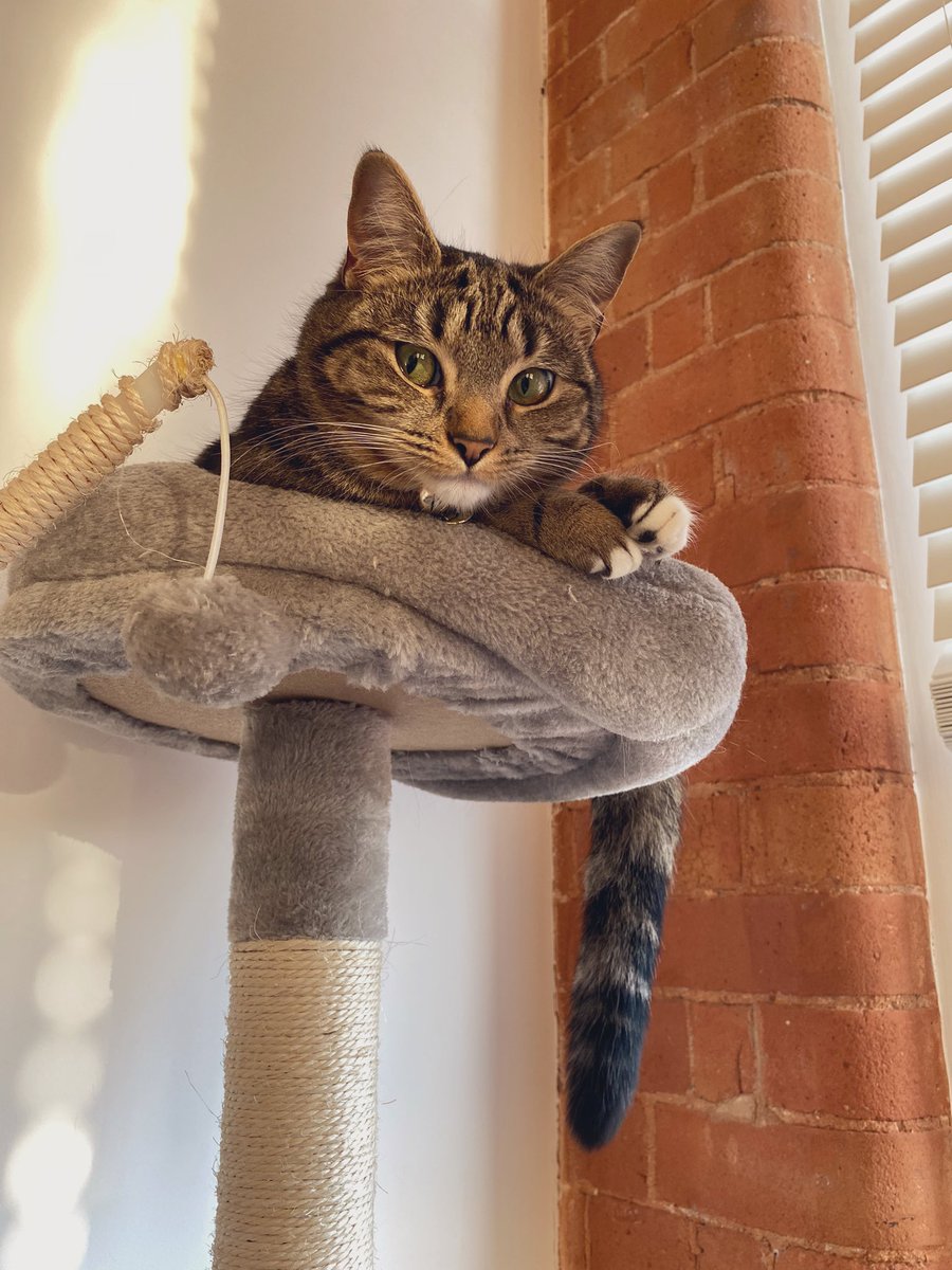 Profoaked's tweet photo. Meet Luna.

Luna’s been a part of our family for a little over a year now and I don’t know how we lived without her. 

#CatsOfTwitter https://t.co/973QW4NWQL