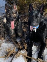 CharronYvette's tweet photo. @gsd_my_soul Beautiful puppers 💞💞💞My fur Kids !~! https://t.co/u6IeGsD41O