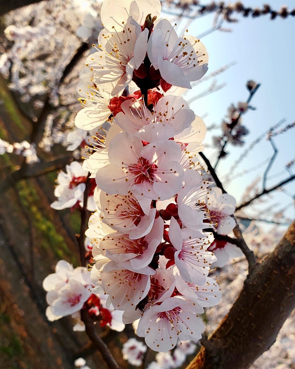 Starr Ranch Growers tweet media