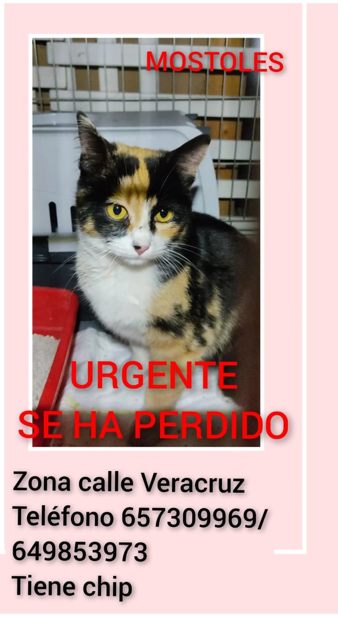 vai3333's tweet photo. #ESPAÑA #Madrid Gatito #perdido en #Móstoles, su familia lo busca, POR FAVOR DIFUSIÓN¡¡ https://t.co/z1Ts5Ux37s