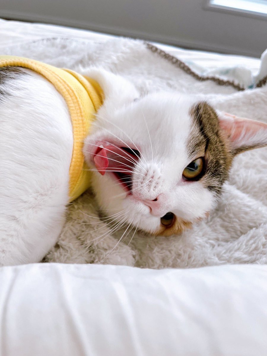 chokin1129's tweet photo. あくび3種盛り笑🤣✨✨✨

#猫好きさんと繋がりたい https://t.co/s0zEAlnJqR