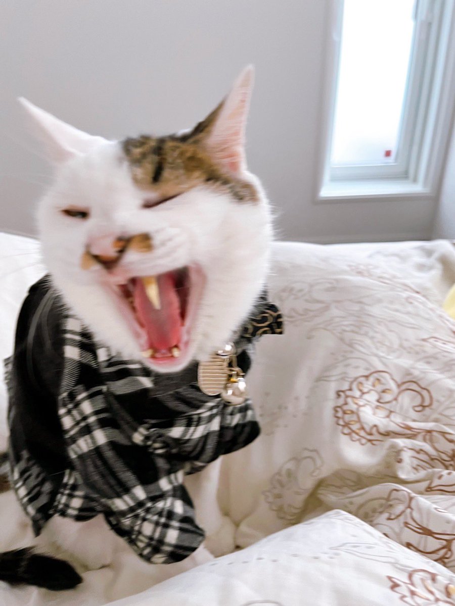 chokin1129's tweet photo. あくび3種盛り笑🤣✨✨✨

#猫好きさんと繋がりたい https://t.co/s0zEAlnJqR