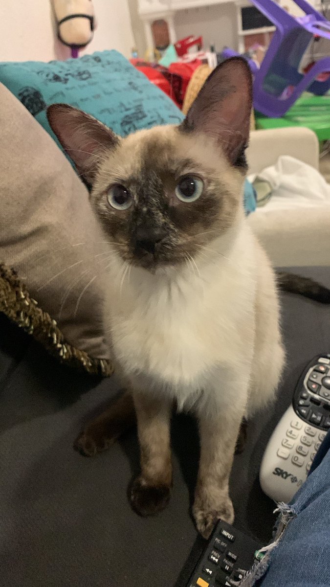 dr_freeman_mx's tweet photo. @Tiofelino Les presento a Dashi, la adoptamos y aunque en un principio tenía miedo hoy es definitivamente parte de la familia https://t.co/HiJrcXw3Qd