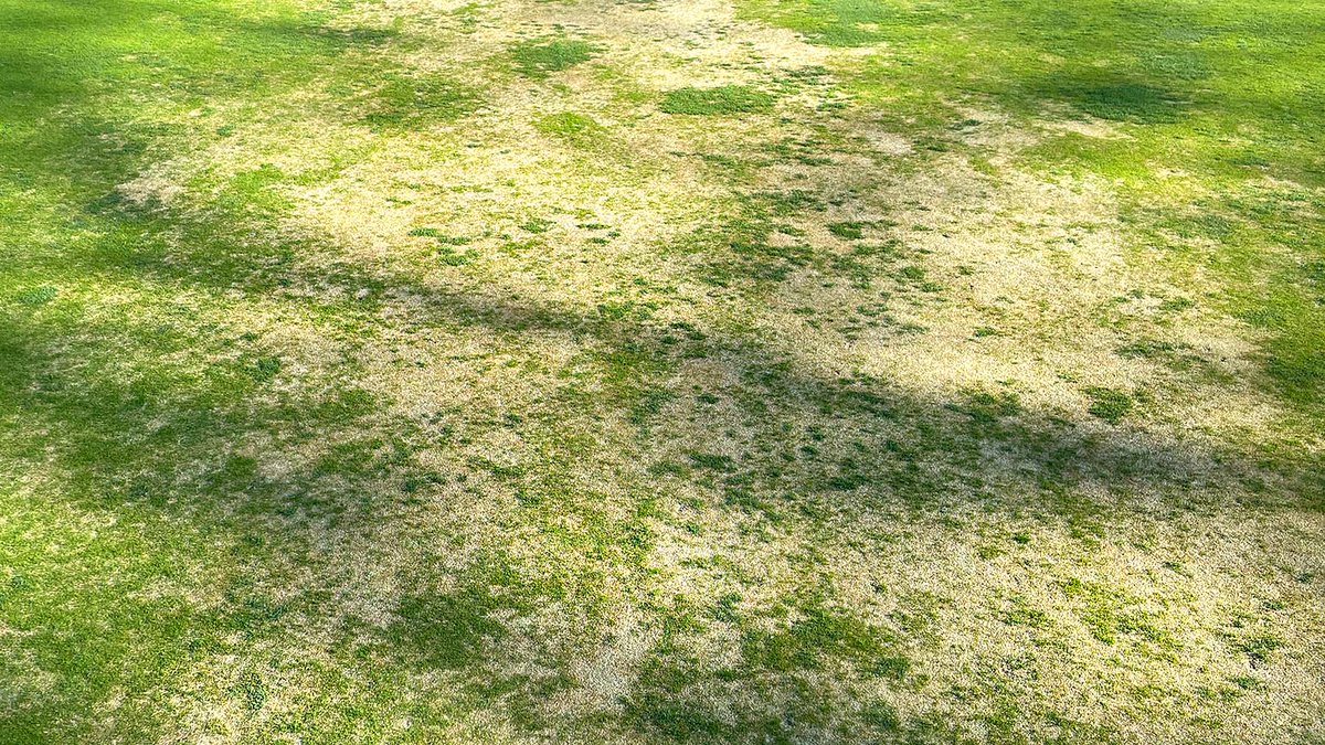 USGAGrnSection's tweet photo. Courses in parts of the Northeast have experienced winter injury on putting greens. The focus now shifts to recovery, which will require a delayed opening of greens in many cases. Here's an update on where things stand and strategies for moving forward ➡️https://t.co/2mkdR8HjTV https://t.co/ZCJg2CWB0U