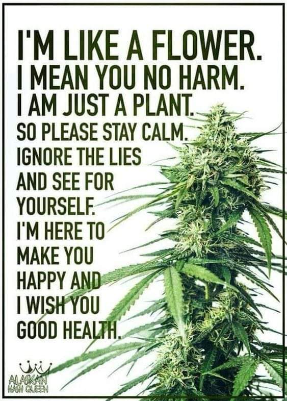 natashablue22's tweet photo. @NoLieWithBTC #legalizeit 💚 https://t.co/UqxD7VKwFi