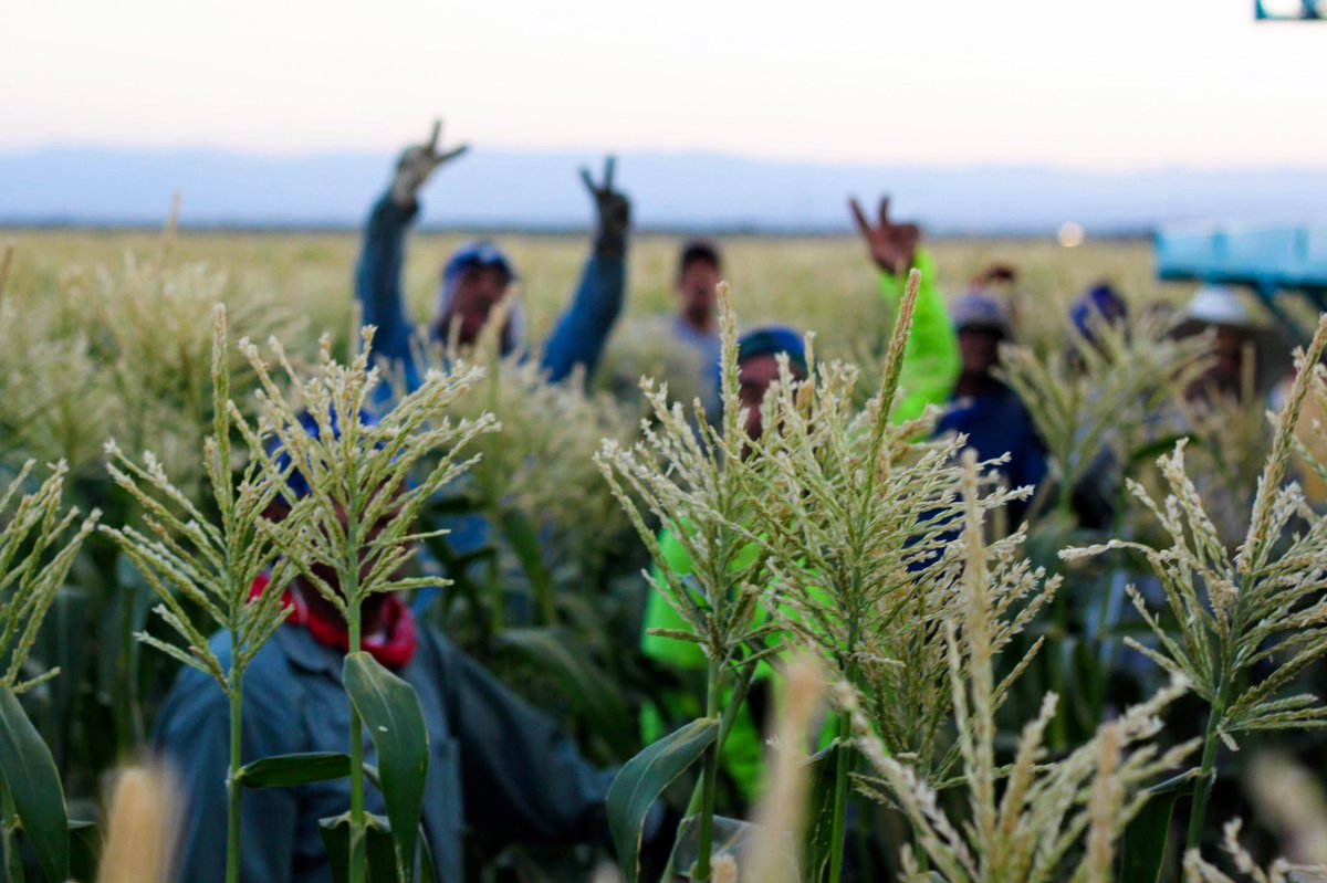 harvest_joy's tweet photo. I love this photo. They were singing to music all morning while harvesting corn. #farmworkers #farmworker #farmworkersawarenessweek https://t.co/5SG1jnGggm