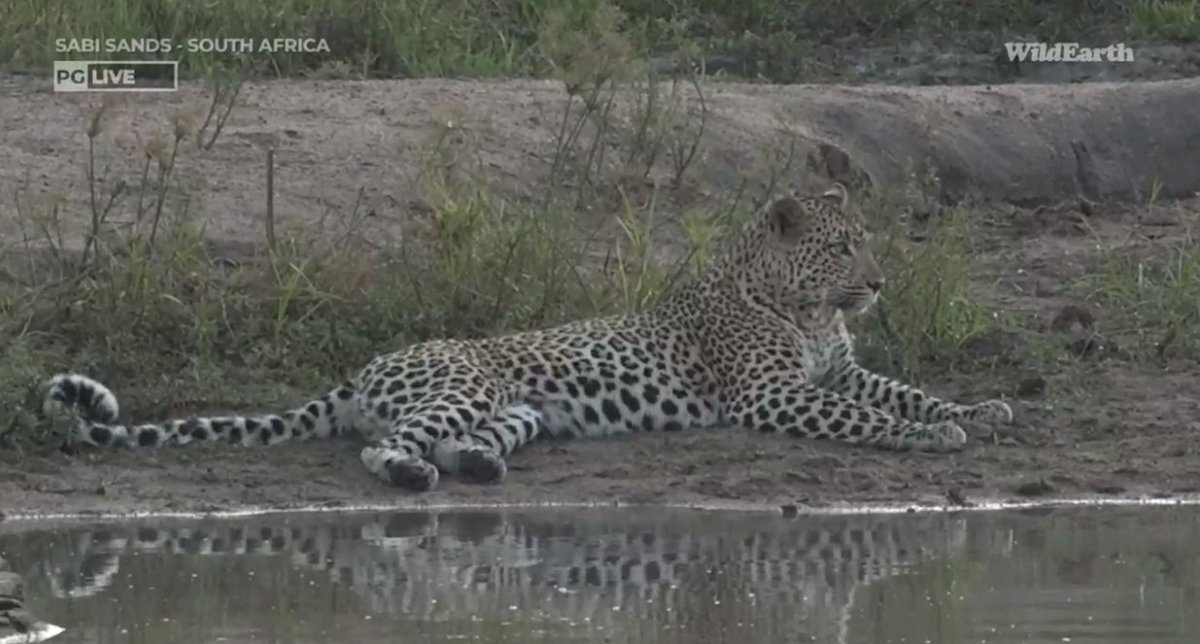 Meaghan_Edwards's tweet photo. Rosettes! @WildEarth #WildEarth #Tsemba #Maribye https://t.co/DeQE6VeRtz