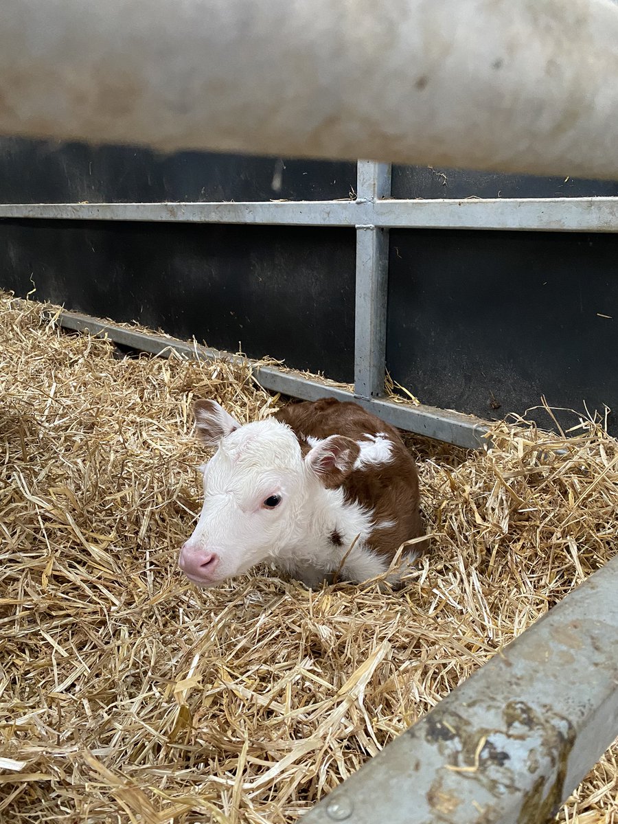 HeanCastleEst's tweet photo. A few of this weeks new arrivals for the #HeanHerefords Spring is officially here! https://t.co/CrDJSx7cg2