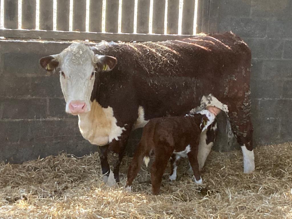 HeanCastleEst's tweet photo. A few of this weeks new arrivals for the #HeanHerefords Spring is officially here! https://t.co/CrDJSx7cg2