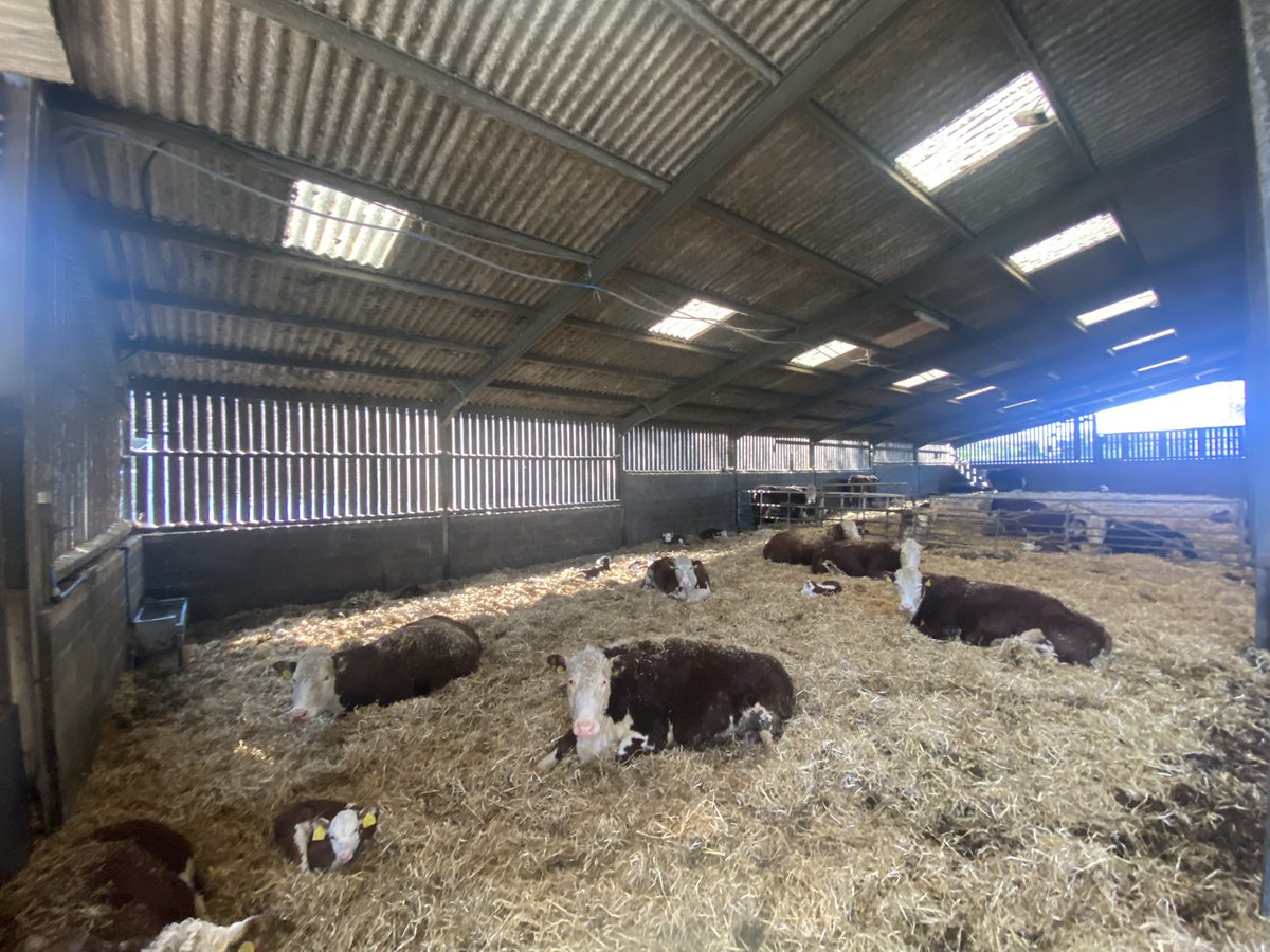 HeanCastleEst's tweet photo. A few of this weeks new arrivals for the #HeanHerefords Spring is officially here! https://t.co/CrDJSx7cg2