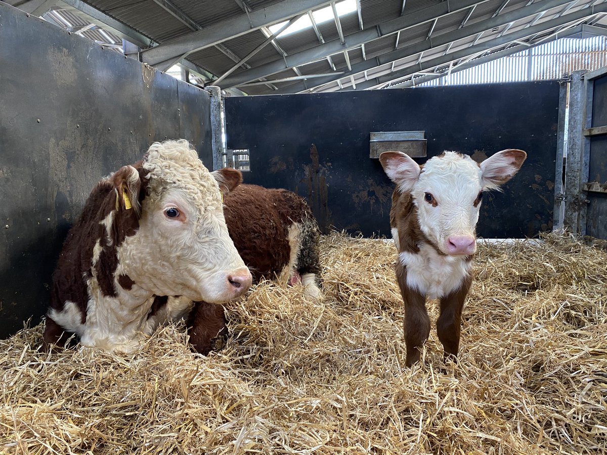 HeanCastleEst's tweet photo. A few of this weeks new arrivals for the #HeanHerefords Spring is officially here! https://t.co/CrDJSx7cg2