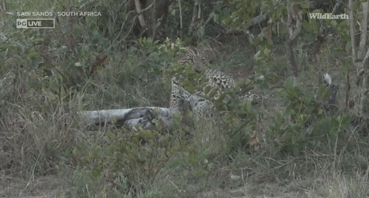 Meaghan_Edwards's tweet photo. Rosettes! @WildEarth #WildEarth #Tsemba #Maribye https://t.co/DeQE6VeRtz