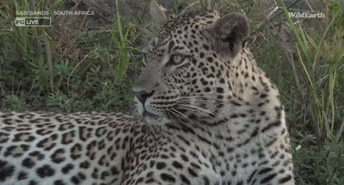 Meaghan_Edwards's tweet photo. Rosettes! @WildEarth #WildEarth #Tsemba #Maribye https://t.co/DeQE6VeRtz