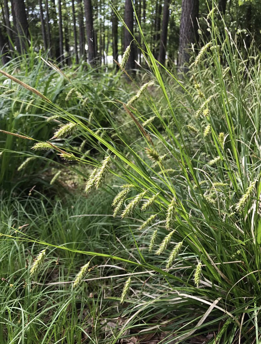 GrassSolutions's tweet photo. Add Cherokee Sedge to your list of great N. American native grasses. It serves as a foundation in the landscape, particularly in meadow gardens, rain gardens, ground covers, natural areas, and in alternatives to traditional plantings. Learn more @ https://t.co/cyG6hSfAHG https://t.co/ehfp7omAuL
