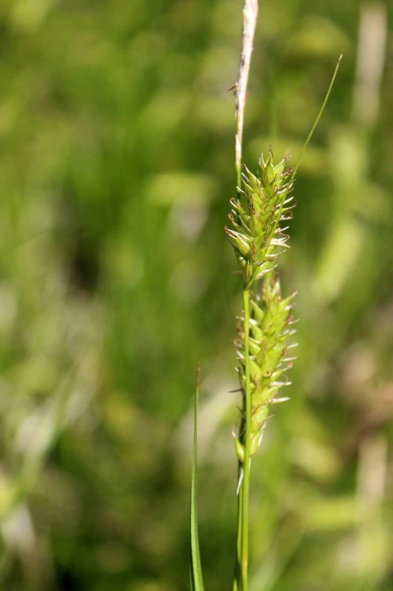 GrassSolutions's tweet photo. Add Cherokee Sedge to your list of great N. American native grasses. It serves as a foundation in the landscape, particularly in meadow gardens, rain gardens, ground covers, natural areas, and in alternatives to traditional plantings. Learn more @ https://t.co/cyG6hSfAHG https://t.co/ehfp7omAuL