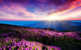 dilruba_lees's tweet image. An altered look on the hills
A Tyrian light the valleys fills.
A wider sunrise in the dawn
 A deeper twilight on the lawn.
All wonderful things and dear
A flower expected everywhere.
 All these and more, I can not tell
A furtive look you knew as well.
#1stofApril 
#April