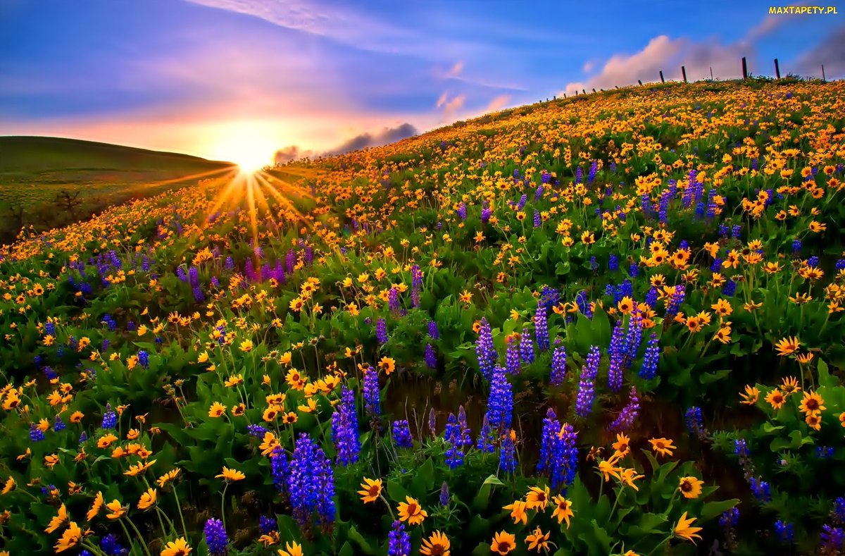 dilruba_lees's tweet image. An altered look on the hills
A Tyrian light the valleys fills.
A wider sunrise in the dawn
 A deeper twilight on the lawn.
All wonderful things and dear
A flower expected everywhere.
 All these and more, I can not tell
A furtive look you knew as well.
#1stofApril 
#April