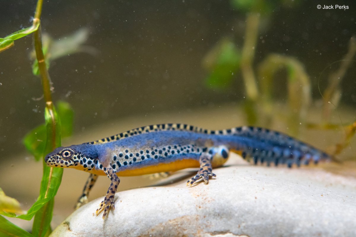 JackPerksPhoto's tweet photo. They might not be native but Alpine Newts are a splash of colour to many UK ponds now. They are often released pets and can carry diseases such as chytrid and bsal so shouldn't be dumped into british ponds. #sendnewts #uknewts #alpinenewt https://t.co/0GVchIIine