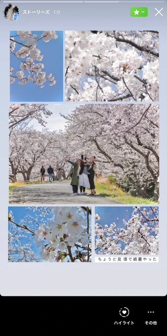 満開の見頃に花見に来れました✨ 