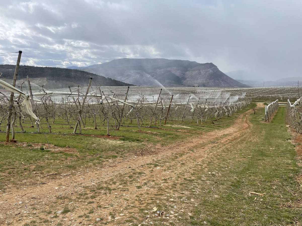 juliengalpespom's tweet photo. #Lutteantigel par aspersion sur 🍏, dernières vérifications! 🥶 #Gel2022 @j_saintraymond @benj_thi @GrainHedger @VergersEcoResp https://t.co/OEYko7t0TG